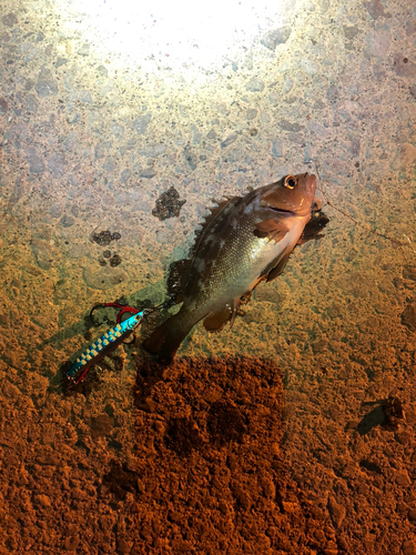 エゾメバルの釣果