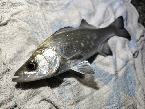 セイゴ（ヒラスズキ）の釣果