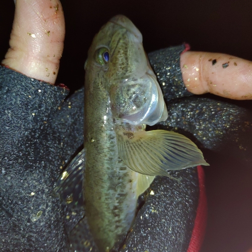 ハゼの釣果