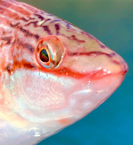 アカササノハベラの釣果