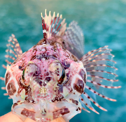 アナハゼの釣果