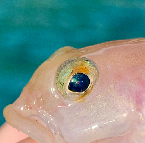 リュウグウハゼの釣果