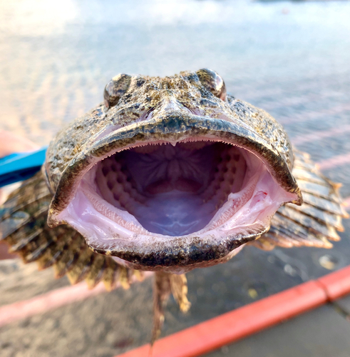 ギスカジカの釣果