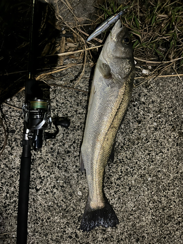 スズキの釣果