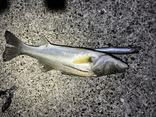 スズキの釣果