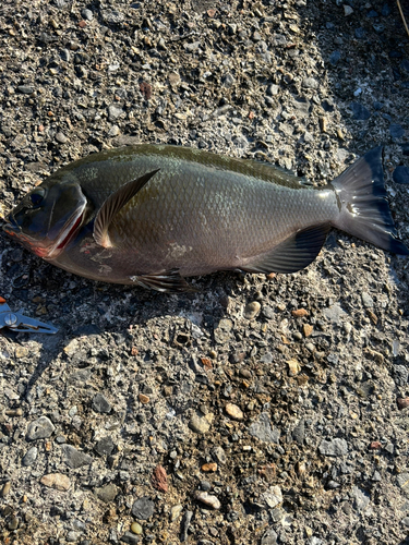 メジナの釣果