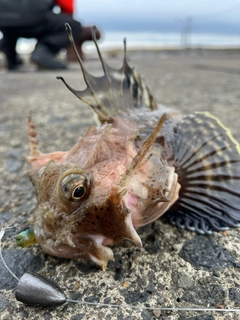 カジカの釣果