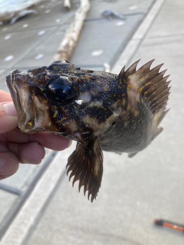 オウゴンムラソイの釣果