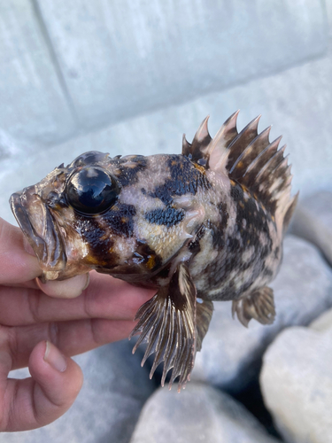 オウゴンムラソイの釣果