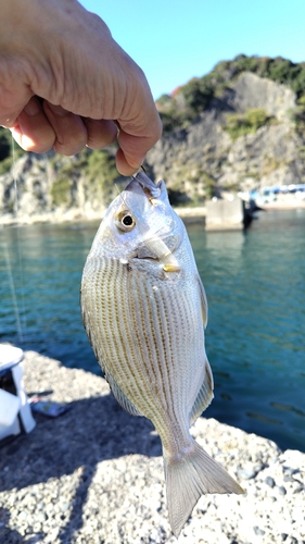 ヘダイの釣果