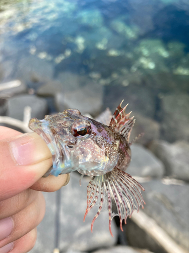 アナハゼの釣果