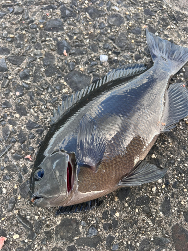 グレの釣果