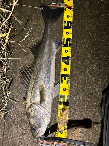 シーバスの釣果