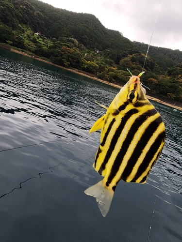 カゴカキダイの釣果