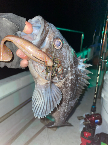 クロソイの釣果