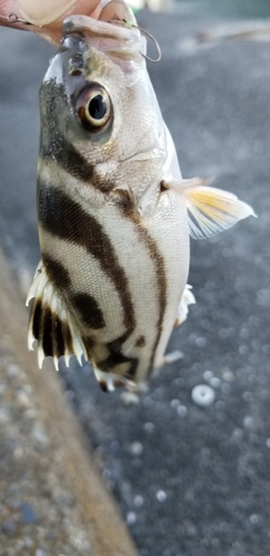 コトヒキの釣果