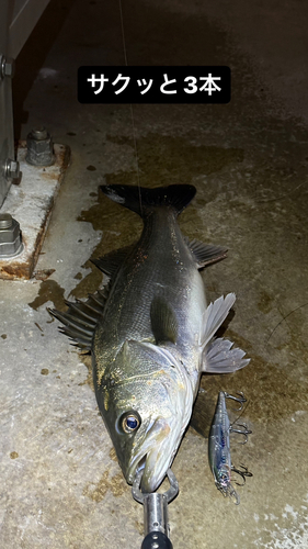 スズキの釣果