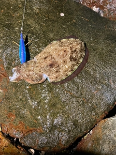 モンゴウイカの釣果