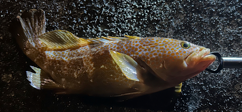 アコウの釣果