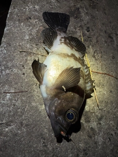 シロメバルの釣果