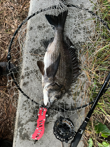 チヌの釣果