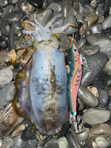 アオリイカの釣果