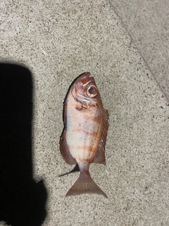 ホウセキキントキの釣果