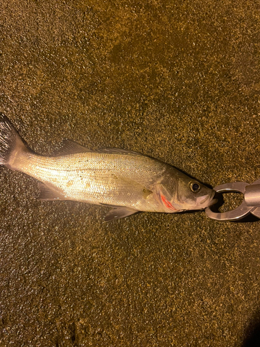 セイゴ（マルスズキ）の釣果