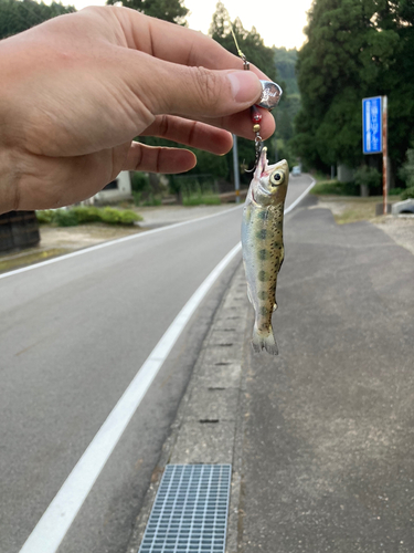 ヤマメの釣果