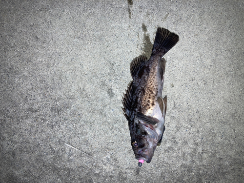 クロソイの釣果