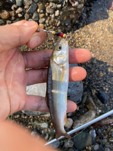 ウグイの釣果