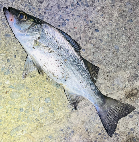 相模川下流