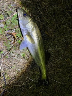 スズキの釣果