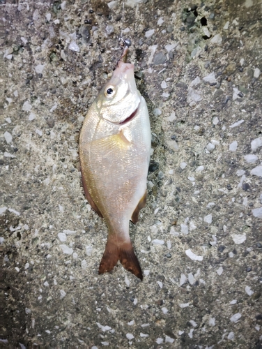 アカタナゴの釣果