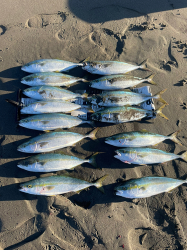 イナダの釣果