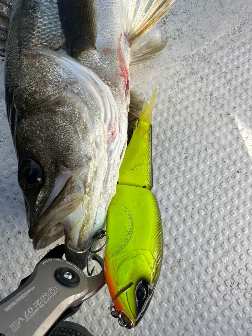 Ryo Kさんの釣果 2枚目の画像