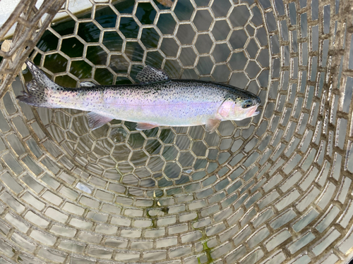 ニジマスの釣果