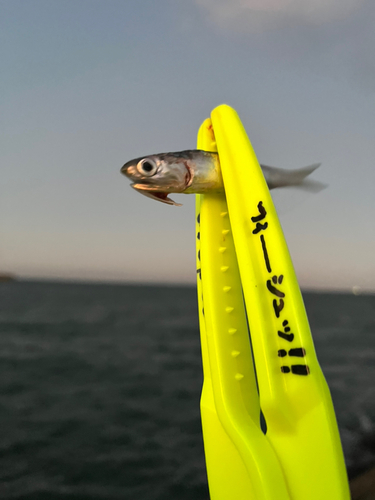 イワシの釣果