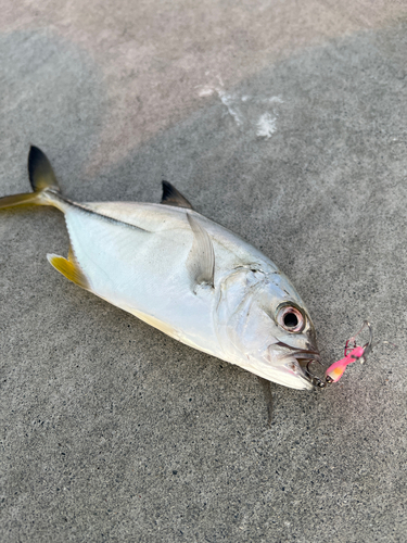 メッキの釣果