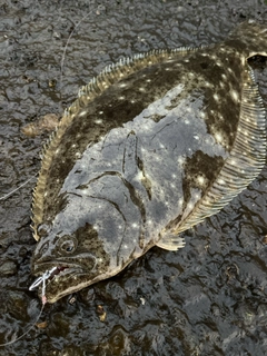 ヒラメの釣果