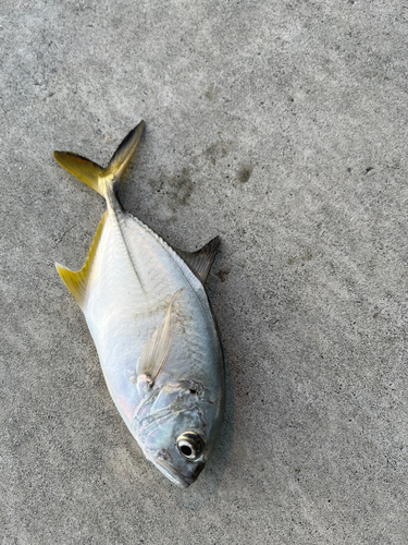 メッキの釣果