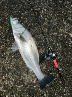 ヒラスズキの釣果