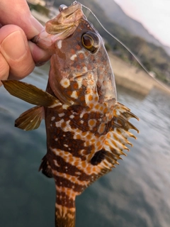 キジハタの釣果