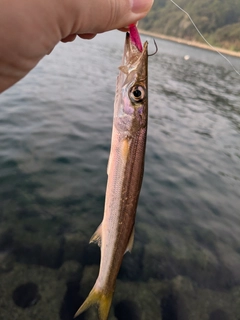 カマスの釣果