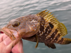 キジハタの釣果