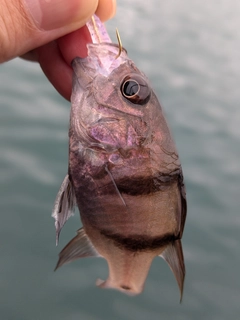 ネンブツダイの釣果