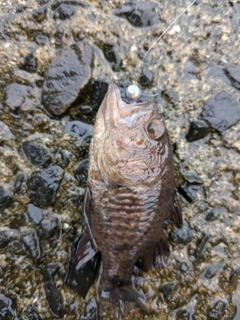 クロイシモチの釣果