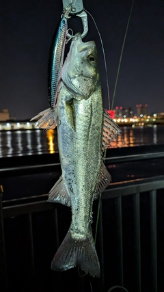 シーバスの釣果