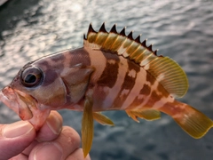 アカハタの釣果