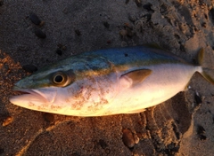 イナダの釣果